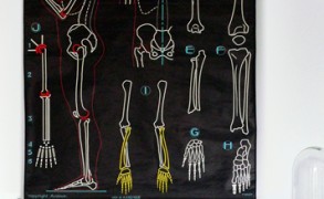 ‘Dr Auzoux Skeleton’ – Dagens poster