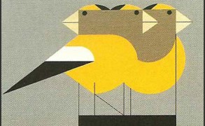 Gregarious Grosbeaks – Dagens Poster