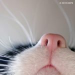 Cat's Nose – Dagens Poster