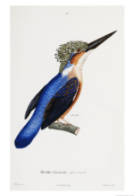 Malagasy Kingfisher – Dagens poster