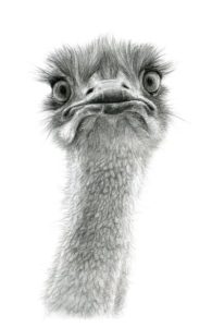 Cute Ostrich – Dagens Poster