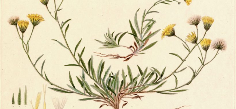 hoegeurt-flora-danica-statens-naturhistoriske-museum-boligcious-maria-fynsk-norup-kunst-videnskab