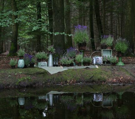 have-garden-lavendar-lavendel-flower-blomst-terrasse-sommer-spring-summer