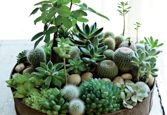 boligcious-home-decor-indretning-planter-potter-sammenplantning-sukkulenter