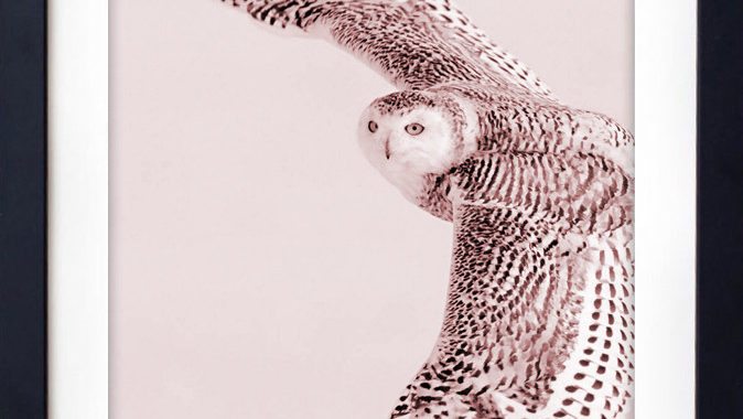 powderowl_1024x1024