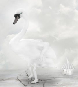 petmonkey-kunst-print-plakat-art-swan