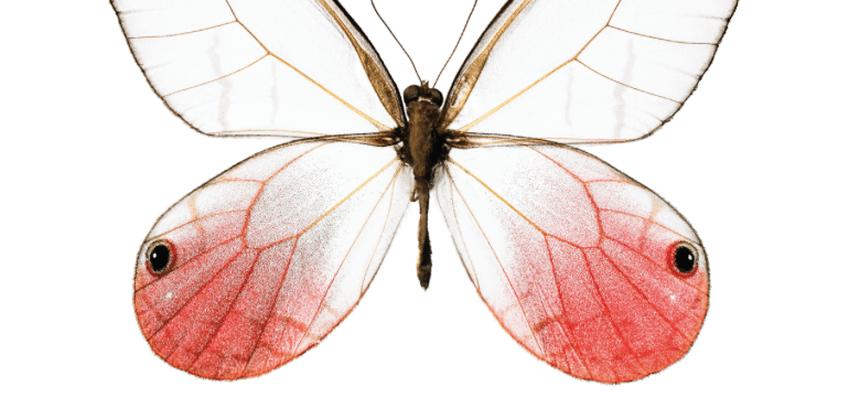 butterfly-poster-print-plakat-hagedornhagen-art-artprint