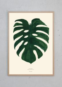 Monstera – Dagens Poster