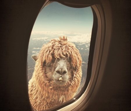 art-artprint-kunst-kamel-camel
