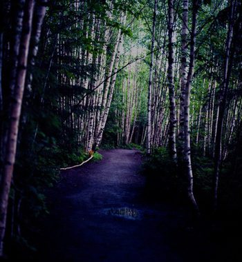 col4_walks-in-birch-park_geir-toennessen-photography_geir-toennessen-photograpphy