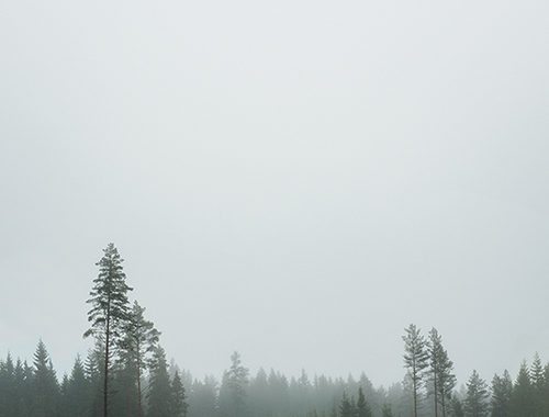 fine-little-day