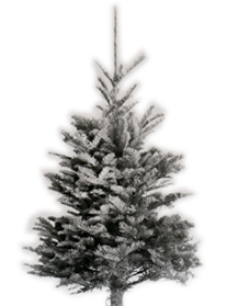Print et juletræ