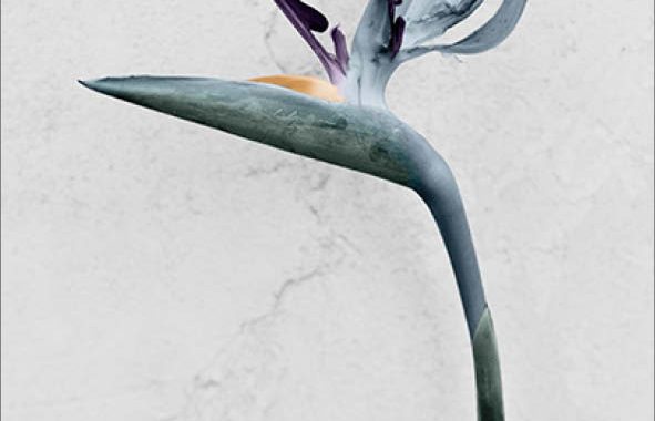 botanica-strelitzia_reginae-lowres_17516db6-a9ec-402c-b19a-d8d9358cc767_1024x1024
