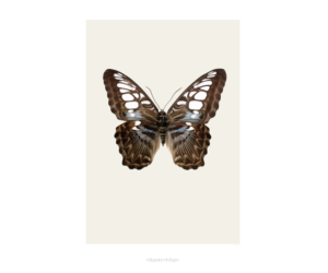 Butterfly on print