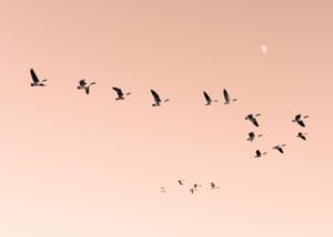 'Morning Flight' fotokunst af Maria Fynsk Norup