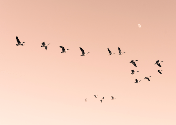'Morning Flight' fotokunst af Maria Fynsk Norup